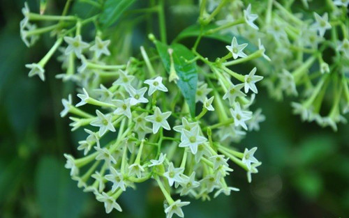 Hoa dạ hương. Mùi hương ngào ngạt từ dạ hương không chỉ hấp dẫn mà còn mang lại tác dụng đuổi muỗi cực nhạy.