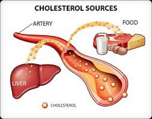 Cholesterol trong máu được tạo thành từ nhóm các chất béo cần thiết cho cơ thể. Những chất béo này được sản xuất trong gan để ổn định màng tế bào và làm cho chúng thấm các chất dinh dưỡng.
