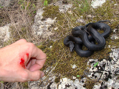 Xử lý khi bị rắn cắn. Nếu chẳng may bị rắn cắn, cần nhanh buộc garo ở phía trên vết cắn 3-5cm nhằm ngăn độc tố chạy khắp cơ thể, tiến hành rửa vết thương rồi nhanh chóng đến nơi có điều kiện hồi sức cấp cứu, huyết thanh kháng độc để giành giật mạng sống. Nếu không, nên tận dụng các loại dây tự có tại chỗ như: dây thun, dây chuối, dây quai nón... Chú ý dùng loại garo bản to để giảm tổn thương nơi garo.