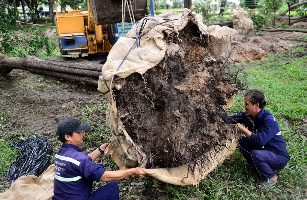 Sau khi cây được đưa lên mặt đất, gốc sẽ tiếp tục được bọc lại để đem đi dưỡng.