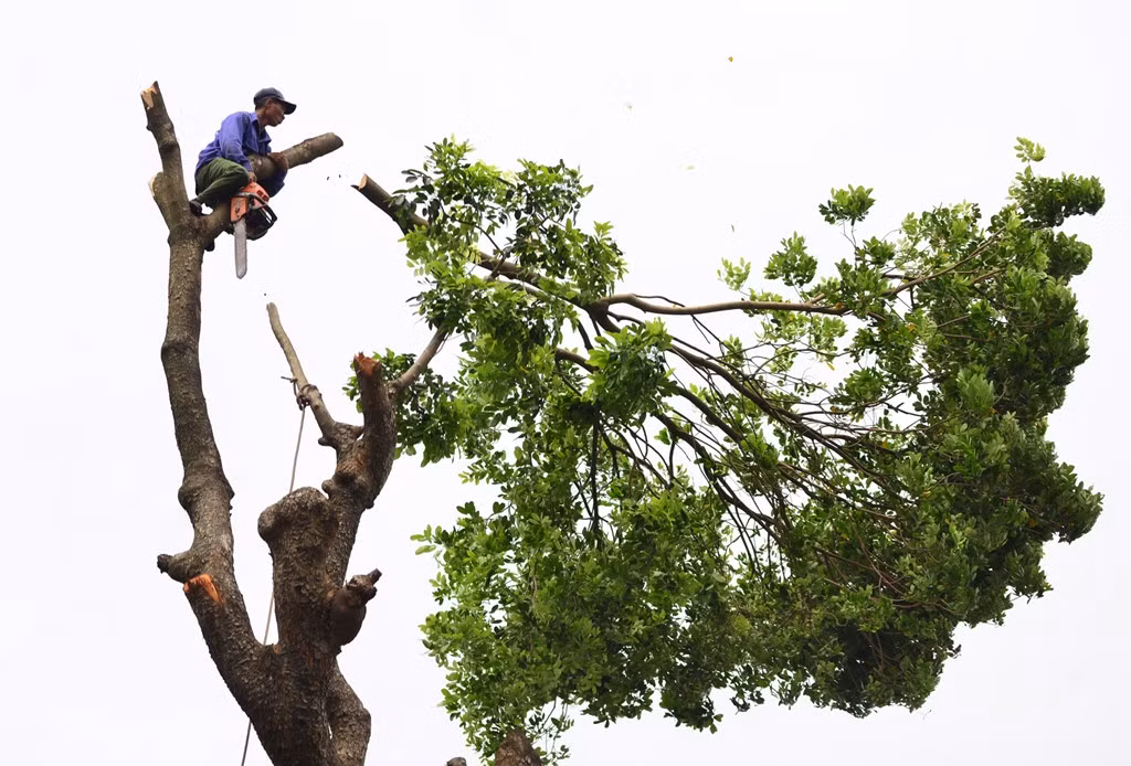 106 cây sẽ dịch chuyển về vườn ươm Văn Giang, Hưng Yên.