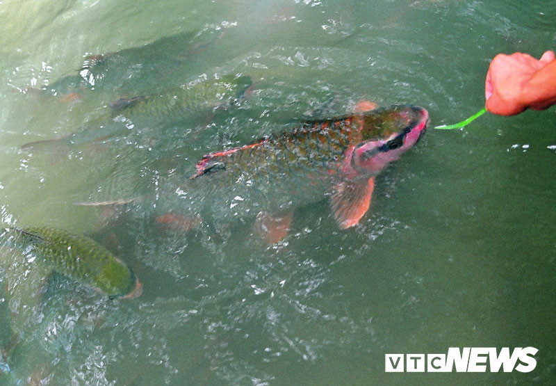 Những con cá ở đây có màu sắc rất lạ.