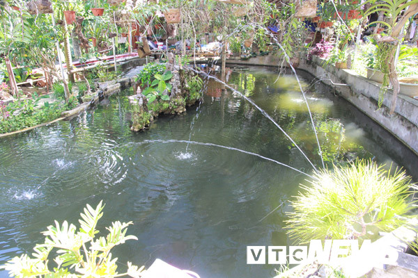 Ông Cao Bằng Nghĩa xây một cái ao nuôi hàng trăm cá thần, nhưng chưa từng thịt con nào.