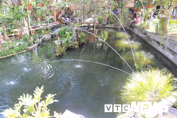 Ông Cao Bằng Nghĩa xây một cái ao nuôi hàng trăm cá thần, nhưng chưa từng thịt con nào.