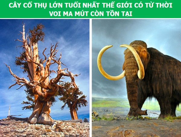 5. Cây cổ thụ lớn tuổi nhất thế giới hiện nay thuộc họ thông, tọa tại núi trắng, California, Mỹ. Được biết, cụ cây này đã tồn tại từ cách đây hơn 4000 năm. Điều đặc biệt là, đây cũng là thời kỳ mà những cá thể voi ma mút cuối cùng còn tồn tại trên trái đất.