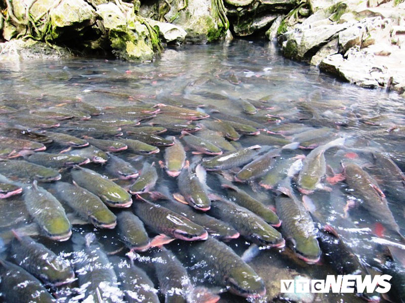 Đàn cá rất đông đúc và thân thiện.