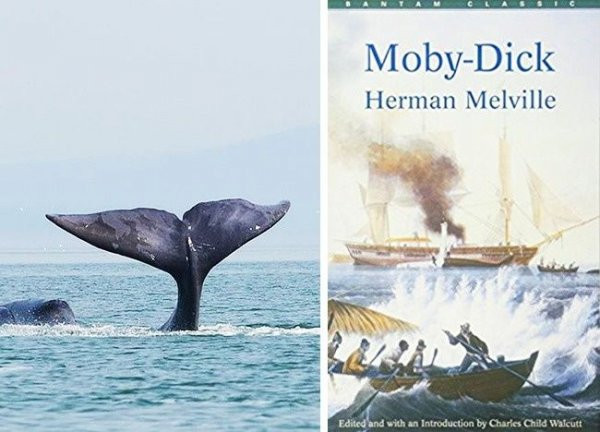 12. Herman Melville viết cuốn tiểu thuyết Moby-Dick vào năm 1851 và một vài con cá voi sống ở thời kỳ này cho đến hiện tại vẫn còn sống, vì loài cá voi ở Greenland có thể sống đến 211 tuổi.