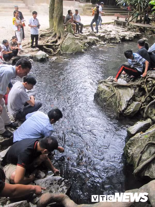 Suối cá ở xã Cẩm Lương.