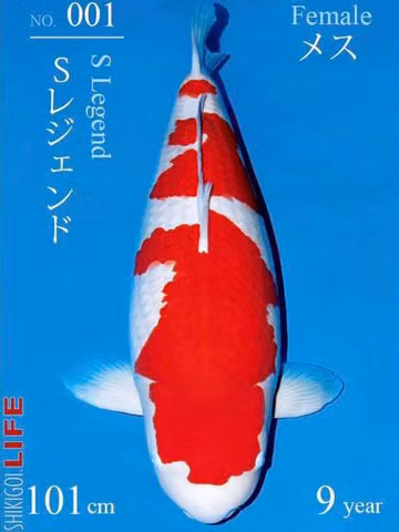 Mua ca song dat nhat the gioi voi gia “sieu to khong lo