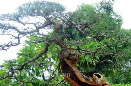 Gốc cây phi lao sần sùi cổ kính, với các rễ vắt ngang dọc. Ông Ngọ gọi đó là dòng sông Mê Kông, Cửu Long đang chảy từ trong đất liền đổ ra biển.