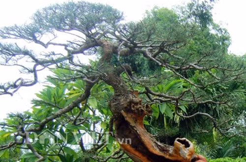 Gốc cây phi lao sần sùi cổ kính, với các rễ vắt ngang dọc. Ông Ngọ gọi đó là dòng sông Mê Kông, Cửu Long đang chảy từ trong đất liền đổ ra biển.