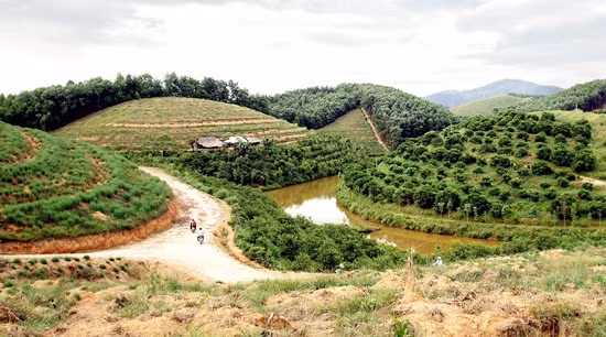 Trang trại tổng hợp của anh Ngô Xuân Linh, xã Sơn Mai (Hương Sơn, Hà Tĩnh), rộng 20ha với gần 10 ngàn gốc cam các loại, gần 100 con trâu, bò và vài nghìn con bồ câu lấy thịt..Ảnh: Baohatinh.