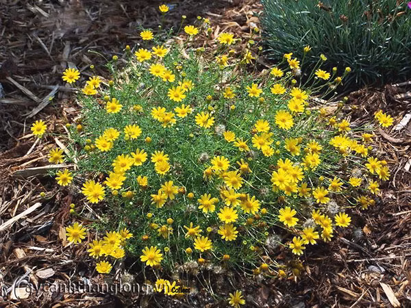 Tưới nước đều cho hoa tốt nhất là vào buổi sáng. Tuy nhiên, nếu thấy đất khô quá thì có thể tưới thêm vào buổi chiều, đảm bảo luôn giữ cho bầu hoa có độ ẩm tốt nhất. Ảnh: Caycanhthanglong.