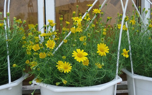 Khi cho lên chậu, tưới đẫm nước rồi sau 2-3 ngày mới tiếp tục tưới nước. Ảnh: Hongcaycanh.