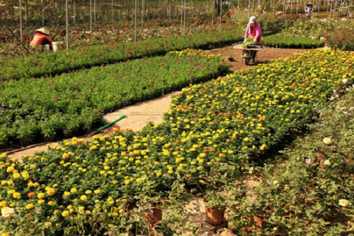 Thương lái ở các tỉnh cũng đổ về đây để đặt hàng hoa dịp tết. Ảnh: Baohungyen.