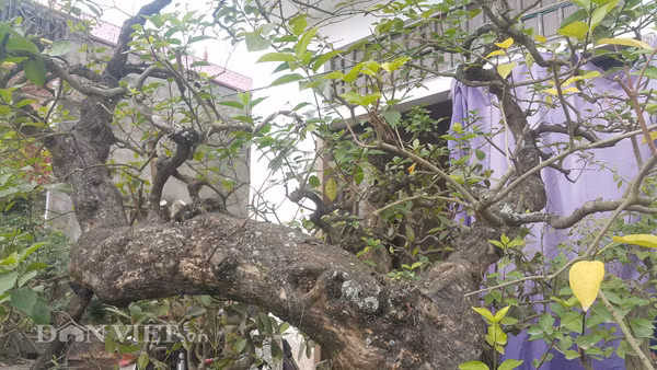 Anh Tuyền cho biết, từ một cây bụi cổ thụ, sau hàng chục năm đưa về trồng và chăm sóc, tỉa, tạo tán đến nay cây đã thành hình và được nhiều dân chơi cây đến thăm quan, hỏi mua. Trong đó có người trả giá trên dưới 100 triệu đồng, song anh chưa muốn bán mà muốn giữ lại chơi.