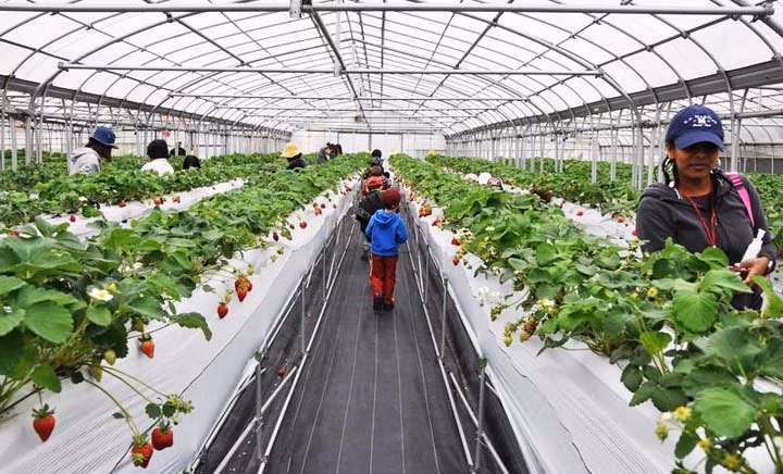 Mái nhà kính được lợp vật liệu nhựa trong suốt. Ảnh: Japan Update.