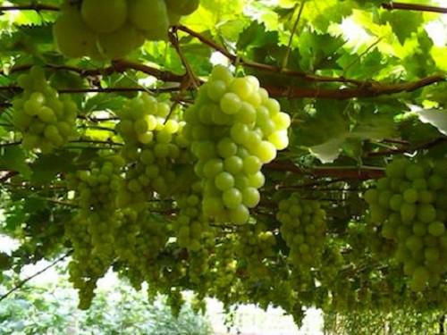 Loại Shine Muscat trái to tròn, vỏ bóng mịn và có mùi thơm đặc biệt. Ảnh: FreshPlaza.