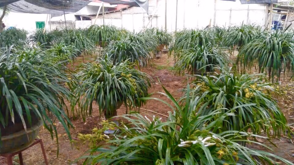 Còn đây là vườn địa lan Trần Mộng giá trị lên đến hơn 50 tỷ đồng ở Sa Pa. Ảnh: Vietnamnet.