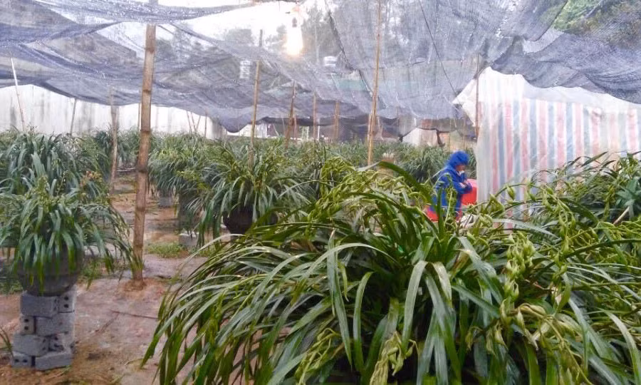 Tại vườn, những chậu lan to và đẹp có giá 85 triệu đồng, chậu rẻ có giá 15-25 triệu đồng. Nếu cào bằng mỗi chậu có giá khoảng 40 triệu đồng. Ảnh: Vietnamnet.