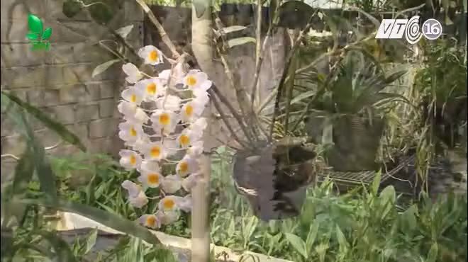 Vườn lan rộng hơn 1800m2 của anh Trịnh Văn Sỹ, xã Lộc Thanh, huyện Bảo Lộc, Lâm Đồng có khoảng gần 200 giống lan rừng quý hiếm như kim điệp, long tu....Ảnh: VTC16.