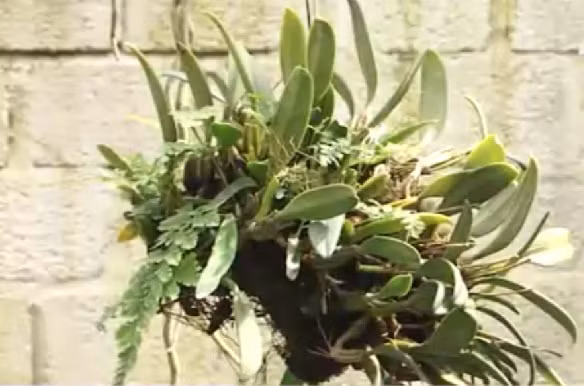 Với vườn lan khủng này, mỗi năm anh Sỹ thu được từ 700 - 1 tỷ đồng. Ảnh: VTC16.