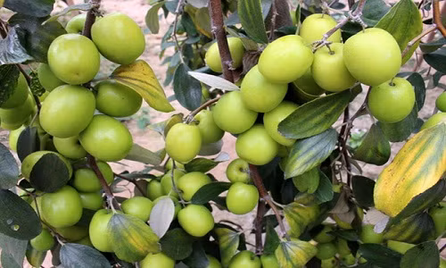 Mối sào táo muối Bàng La cho thu nhập vài chục triệu đồng. Tính bình quân, mỗi hộ trồng táo có thể thu nhập trên 300 triệu đồng/năm. Ảnh: Haiphongaz.