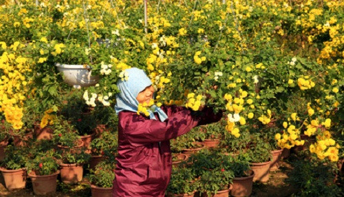 Nghề trồng hoa ở xã Xuân Quan đã mang lại thu nhập hàng trăm triệu đồng/năm cho các hộ. Ảnh: Baohungyen.