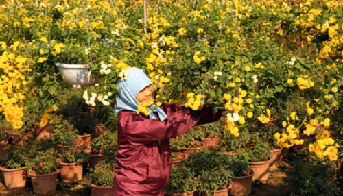 Nghề trồng hoa ở xã Xuân Quan đã mang lại thu nhập hàng trăm triệu đồng/năm cho các hộ. Ảnh: Baohungyen.