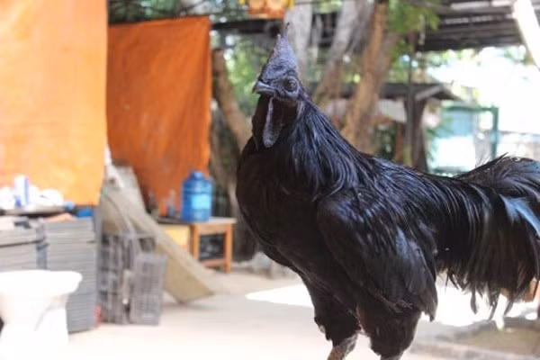  Gà mặt quỷ có nguồn gốc từ đảo Java của Indonesia từng gây sốt tại Việt Nam khi có giá tới 2.500 USD (tương đương 50 triệu đồng). Ảnh: Baogiaothong.