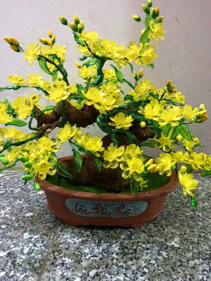 Mai trồng trong chậu thoát hơi nước nhanh nên cần tưới nhiều lần hơn so với mai trồng trong đất. Lưu ý chỉ tưới vào sáng sớm hay chiều mát. Hạn chế tưới quá đẫm vào chiều tối vì dễ phát sinh sâu bệnh do độ ẩm quá cao vào ban đêm. Ảnh: Blogger.