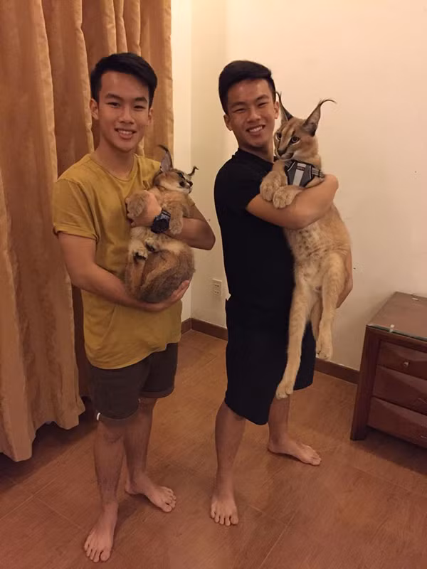 1 cặp Linh miêu tai đen được 2 anh em Huy 'ẵm'.