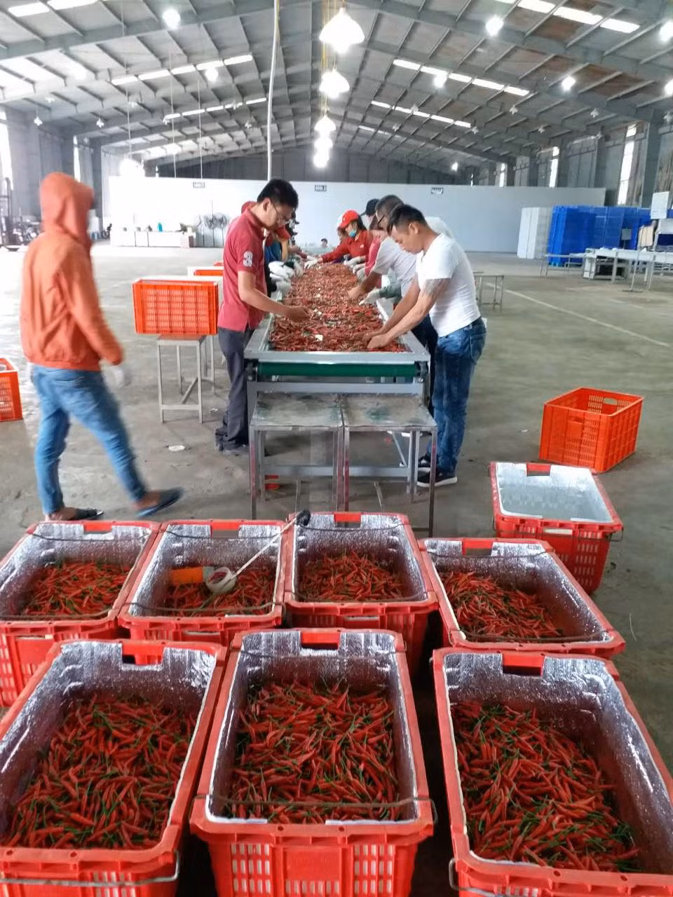 Bên trong nhà máy chế biến ớt của Hoàng Anh Gia Lai.