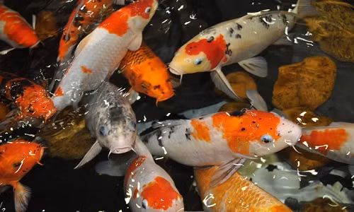 Vì giá trị kinh tế cao nên hồ luôn có bảo vệ canh giữ ngày và đêm. Ảnh: Dân Việt.