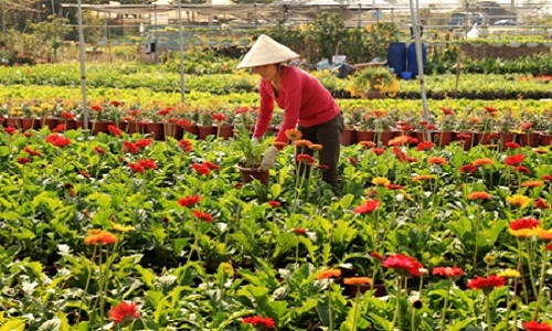 Sắp tới từ 16 đến 20/12/2017, xã Xuân Quan (Văn Giang) sẽ tổ chức lễ hội hoa lần thứ nhất với 100 gian hàng hoa tươi các loại. Ảnh: Baohungyen.