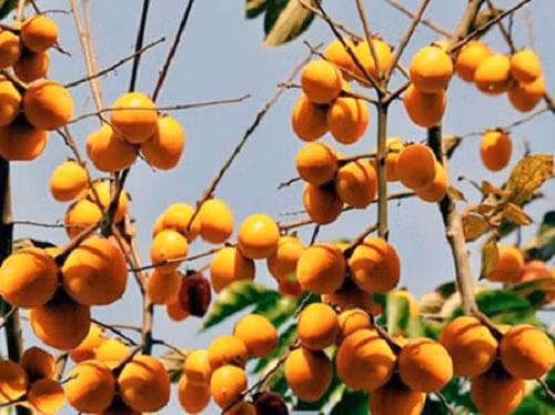 Ngoài ra, ở Lạng Sơn còn có nhiều người trồng giống hồng giòn Bảo Lâm cho hiệu quả kinh tế cao. Ảnh: Nongnghiep.