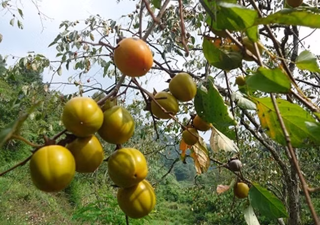 Hồng nhân hậu có hình trái tim, khi chín có màu rực đỏ. Ảnh: Tin tức Việt Nam.