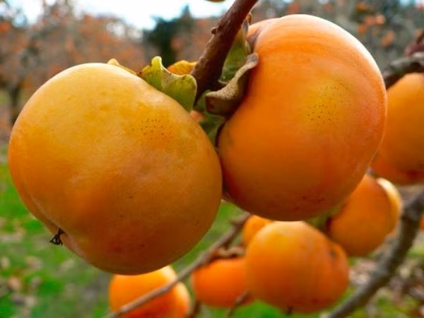 Những năm được mùa, mỗi gia đình thu hoạch 3-4 tấn hồng, bán với giá 20.000 - 25.000 đồng/kg, cho thu nhập gần 100 triệu đồng. Ảnh: Tintuclangson.