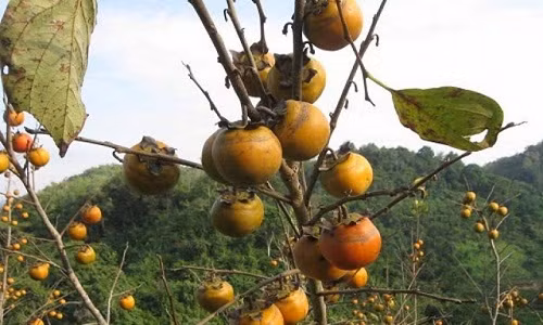 Cây sai quả nhất có thể lên tới gần 100kg. Ảnh: Dân Việt.