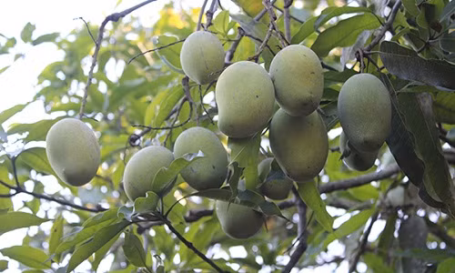  Xoài Yên Châu có hai giống bản địa là xoài tròn và xoài hôi. Ngoài ra, người dân còn trông thêm các loại xoài lai ghép. Ảnh: vov.