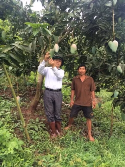 Vừa qua, xoài Sơn La đã được xuất khẩu chào hàng với số lượng từ 2-5 tấn. Sang năm 2018 sẽ chính thức xuất khẩu sang các thị trường Úc, Thụy Sỹ. Ảnh: Dangcongsan.