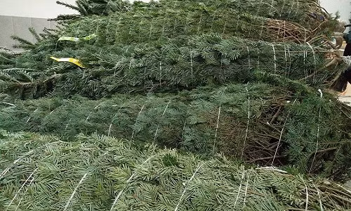 Mặt hàng cây thông thật chơi mùa Noel đang rất hút khách, nhiều nơi chỉ nhập đủ trả hàng hoặc dư số lượng rất ít bán lẻ