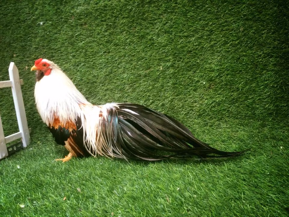 Giá gà cảnh Tân Châu từ vài triệu đến chục triệu/con, thậm chí con có màu lông độc lạ được bán tới trăm triệu đồng. Ảnh: Traigatretanchauhanoi.