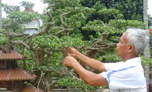 Ông kể, gia đình ông nghèo lắm. Một buổi trưa hè năm 1992, khi đi bán cá trê giống về, ông chợt nhìn thấy một cây lộc vừng cực đẹp tỏa bóng bên ao ở huyện Quốc Oai (Hà Tây cũ). Ông rất mê và khi hỏi thì chủ nhân ra giá 1,5 triệu đồng. Sờ trong túi chỉ có 200.000 đồng tiền bán cá tanh, ông Ngọ đành bảo với chủ cây rằng, ông đặt cọc trước 200.000 đồng, 2 ngày nữa sẽ gửi đủ. Nếu 2 ngày sau không trả dủ, thì chủ cây có quyền bán cây và không phải trả lại 200.000 đồng đặt cọc.