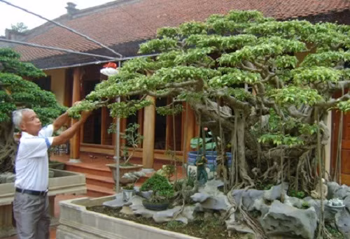 Theo ông Ngọ, cái đẹp của tác phẩm này nằm ở chỗ ý tưởng và sự cầu kỳ uốn nắn các rễ, cành cây mọc xuyên qua kẽ, tường của ngôi nhà, như một cây sanh khổng lồ đang vươn mình ôm trọn lấy góc phố cổ Hà Nội.