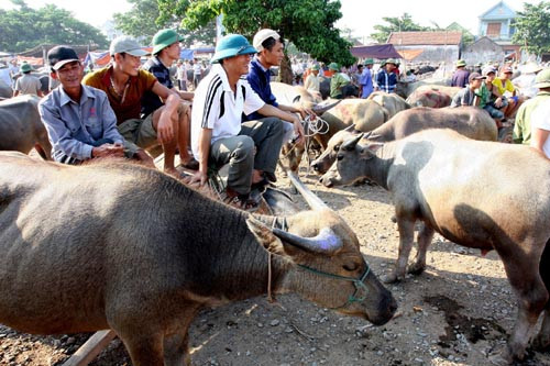 Lúc đầu, chợ chỉ có bà trong vùng đến mua bán. Tuy nhiên, khoảng chục năm gần đây, số lượng trâu, bò tập trung về chợ liên tục tăng. Nguồn gốc cũng đa dạng. Ảnh: TTXVN.
