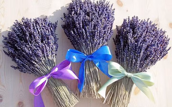 Sở dĩ oải hương khô luôn giữ được sức hút và trở thành món quà tặng lý tưởng vì nó có màu sắc đẹp, mùi thơm sang trọng dễ chịu, nhiều công dụng tốt cho sức khỏe và có thể chơi trong cả năm
