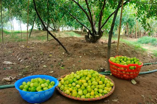 Vài năm gần đây, đầu mùa táo có giá lên tới 45.000-50.000 đồng/kg, cuối mùa những quả táo còi cọc còn sót lại cũng được bán với giá 15.000-20.000 đồng/kg. Ảnh: Vncgarden.