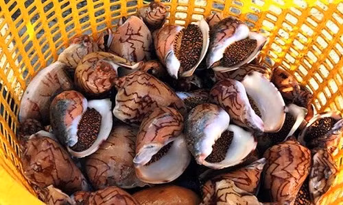 Xuất hiện nhiều ở vùng biển phía Tây Tổ quốc, ốc hoàng đế (còn được gọi là ốc giác, ốc gáo) là sản vật gắn liền với đời sống của ngư dân suốt bao đời nay. (Ảnh: GD&amp;TĐ)