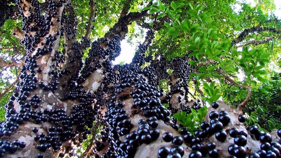 Có xuất xứ từ Nam Mỹ, nho thân gỗ từng gây sốt thị trường Việt bởi quả to bóng, đen láy, thơm ngọt mọc chi chít dọc thân cây. Ảnh: Vietnamnet.